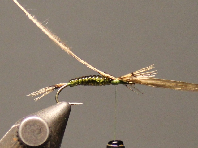 Baetis Nymph