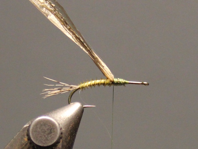 Biot Nymph