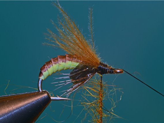 Caddis Pupa V