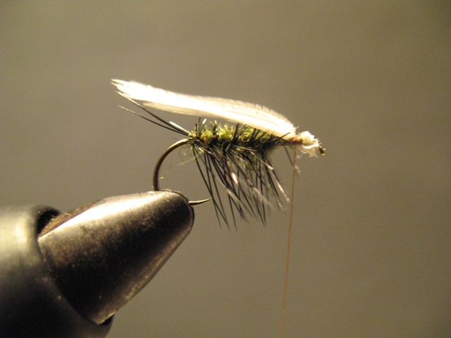 Adult Stonefly