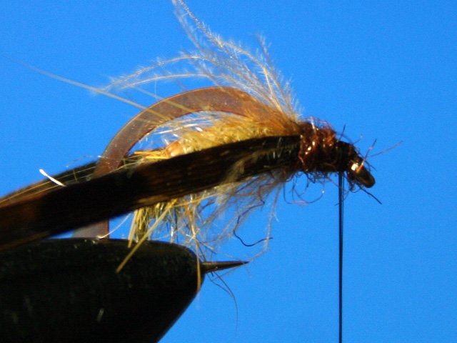 Сaddis Nymph Pupa