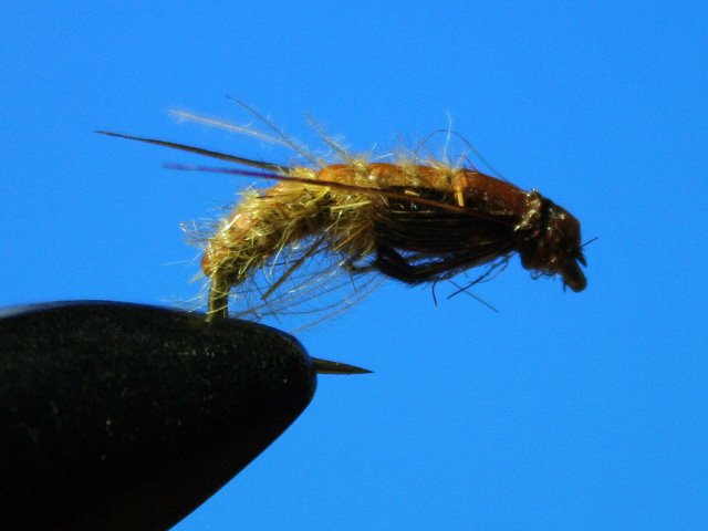 Сaddis Nymph Pupa