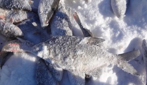 Подлещик_Мельхитуй_21.02.15.JPG