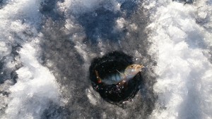 DSC_0285.JPG