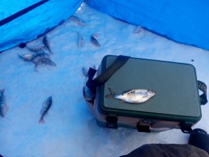 IMG_20160124_121753.jpg