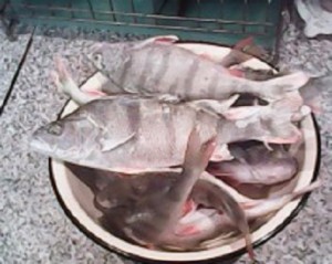 IMG0111A.jpg