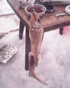 IMG0113A.jpg