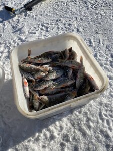 IMG_7323.jpeg
