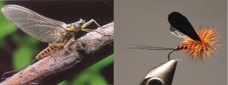 Adult Green Drake