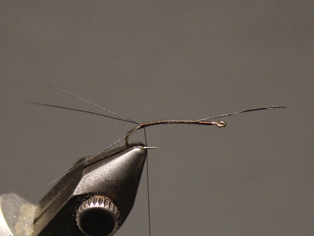 Adult Green Drake
