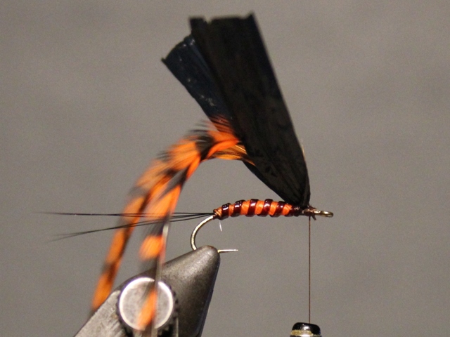 Adult Green Drake