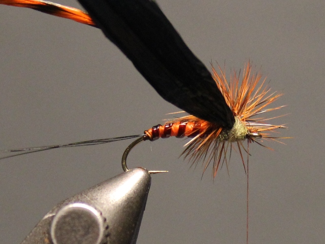 Adult Green Drake
