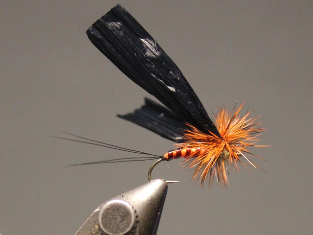 Adult Green Drake