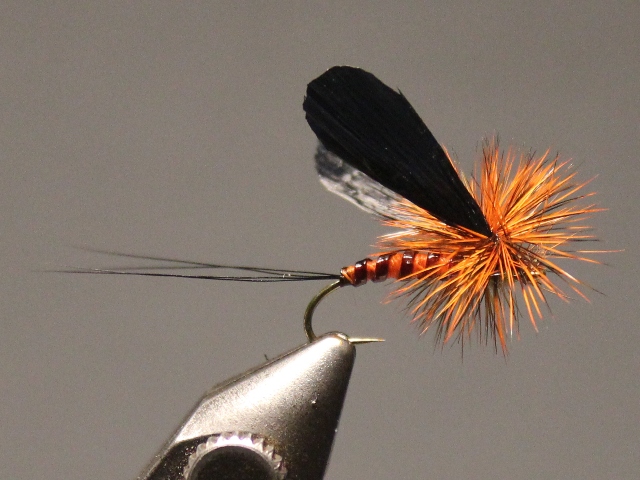 Adult Green Drake