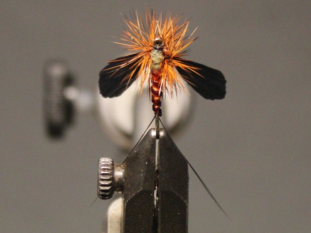 Adult Green Drake