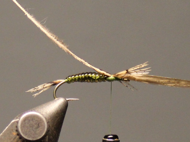 Baetis Nymph