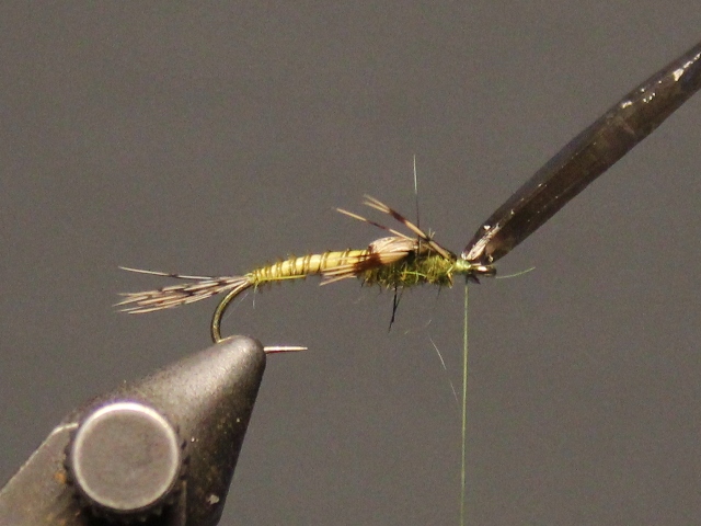 Biot Nymph
