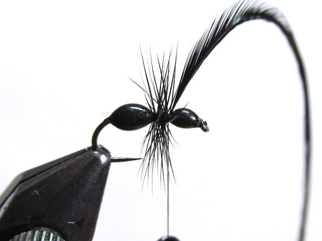 Black Ant