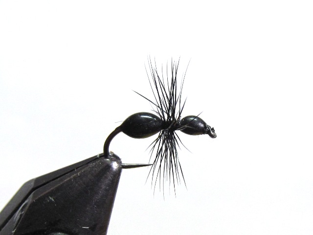 Black Ant