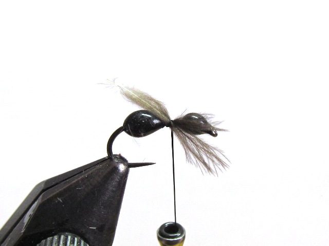 Black Ant