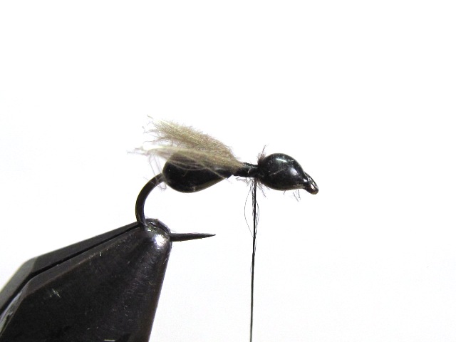 Black Ant