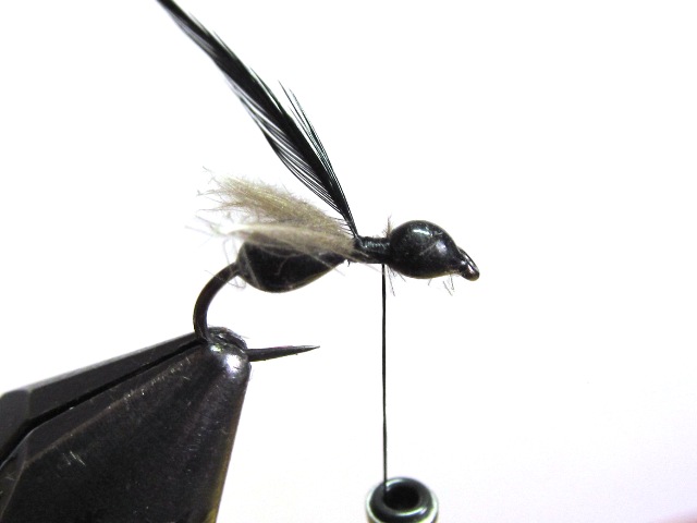 Black Ant