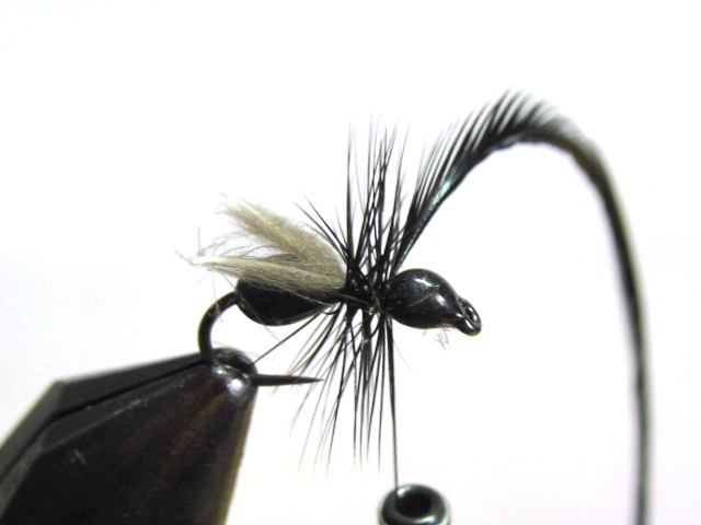 Black Ant