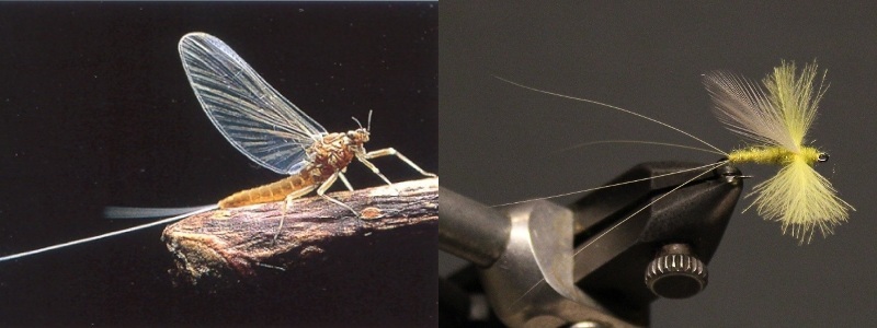 CDC Thorax Dun
