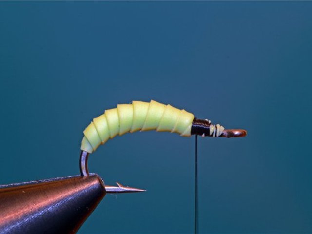 Caddis Pupa V