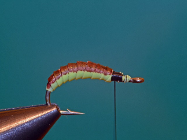 Caddis Pupa V