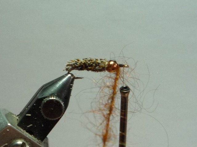 Clad Caddis