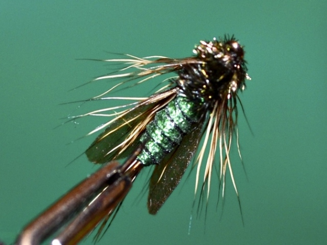 Dung Fly