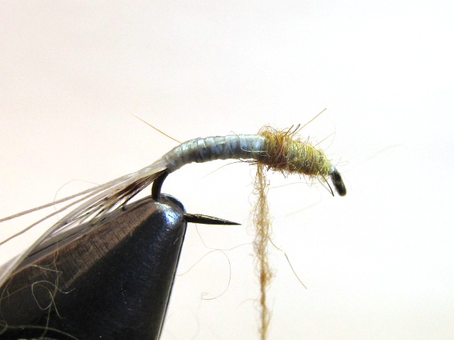 Freshwater shrimp