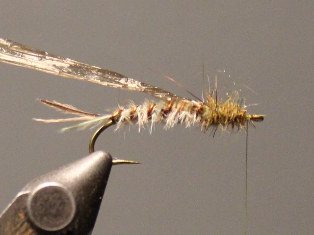 Gilled Nymph