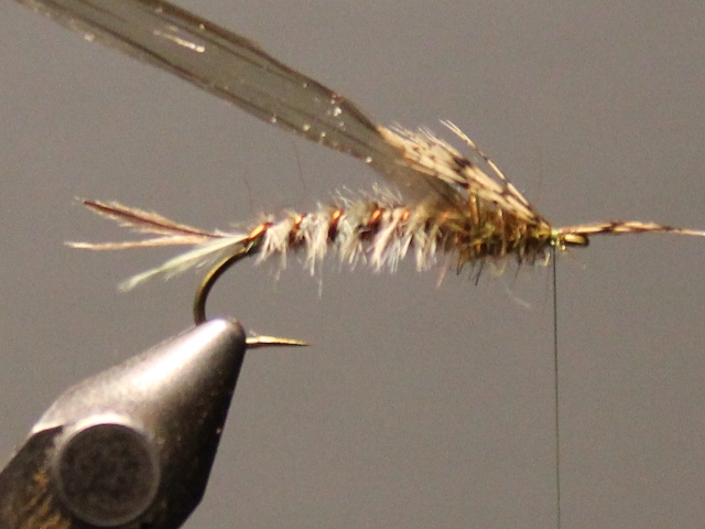 Gilled Nymph