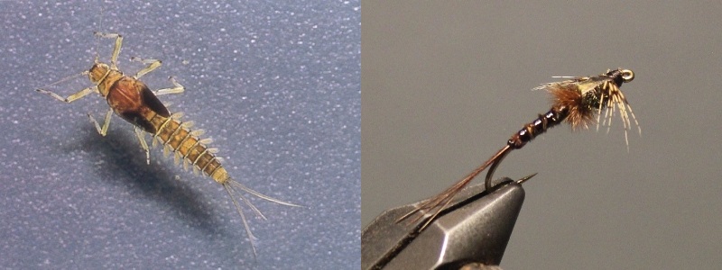 Gilled Pheasant Tail