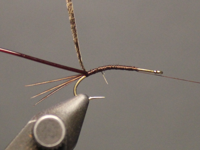Gilled Pheasant Tail