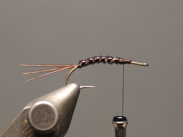Gilled Pheasant Tail