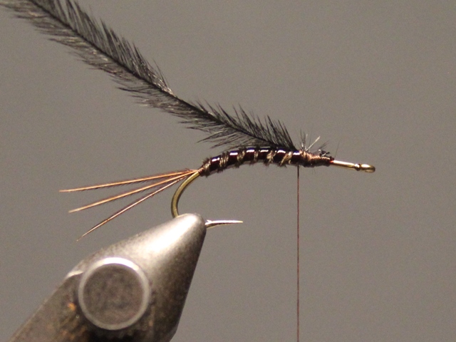 Gilled Pheasant Tail