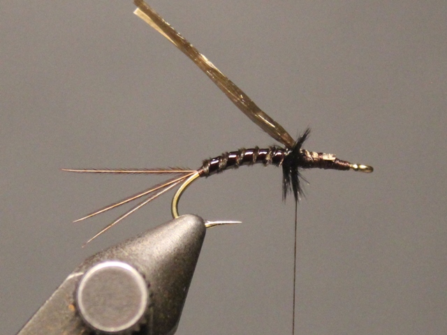 Gilled Pheasant Tail