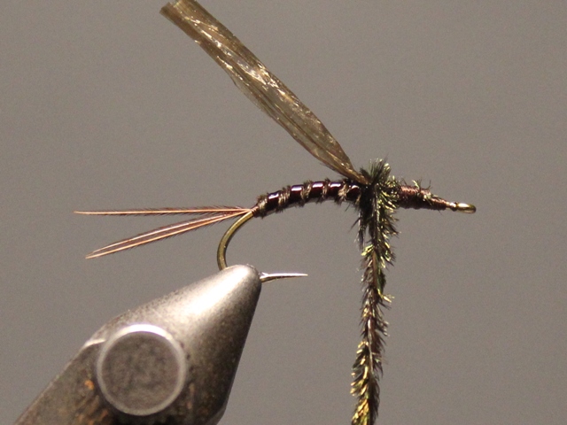 Gilled Pheasant Tail
