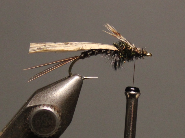 Gilled Pheasant Tail