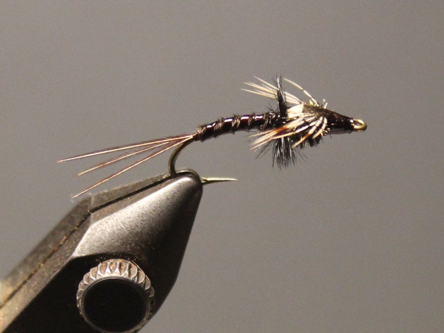 Gilled Pheasant Tail