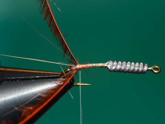 Mayfly Nymph