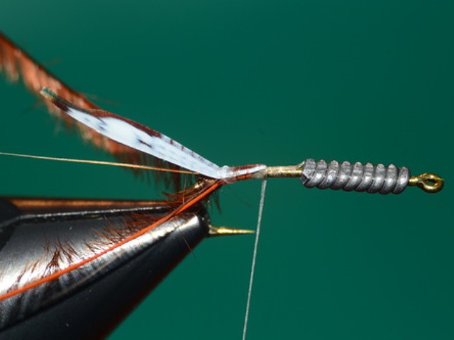 Mayfly Nymph