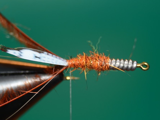 Mayfly Nymph