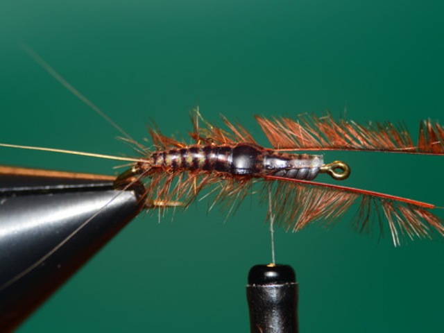 Mayfly Nymph
