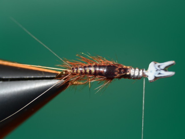 Mayfly Nymph