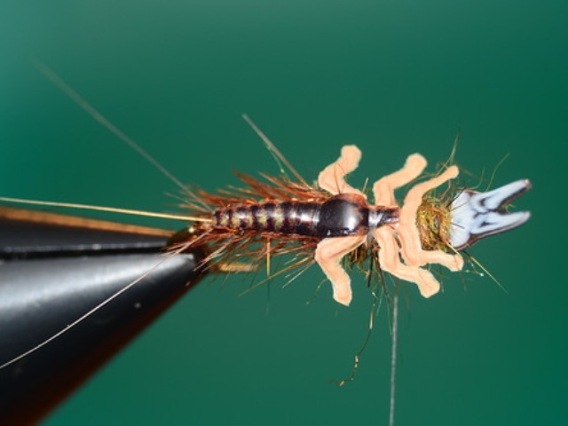 Mayfly Nymph