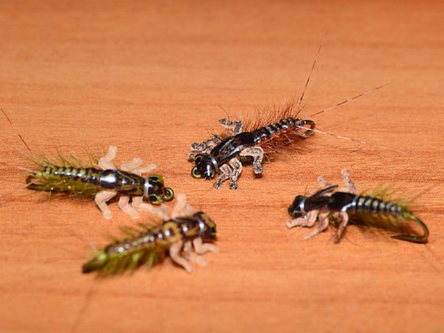 Mayfly Nymph